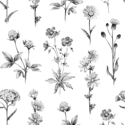 Wild Flower Pencil Drawing