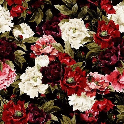 White, pink, red, burgundy peonies on a black