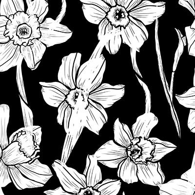 White daffodils on black